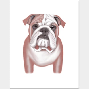 Cute Bulldog Drawing Posters and Art